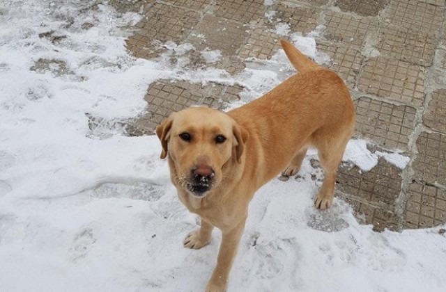 Намерено е изгубено куче- лабрадор в Кюстендил