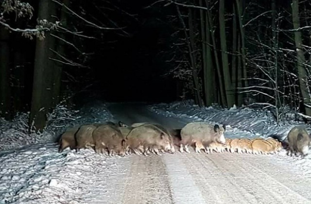 Стадо диви свине се засели край Св. Константин