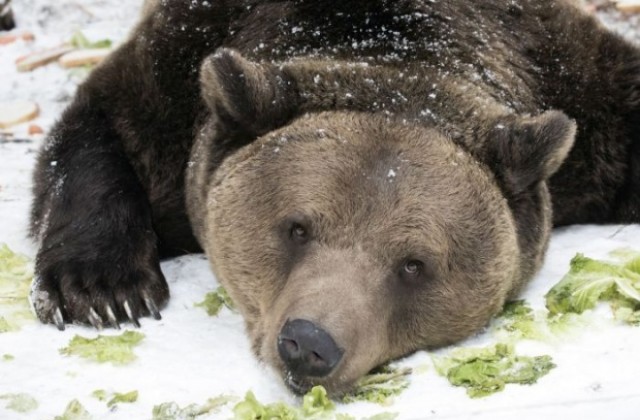 Всички мечки в парка край Белица спят зимен сън