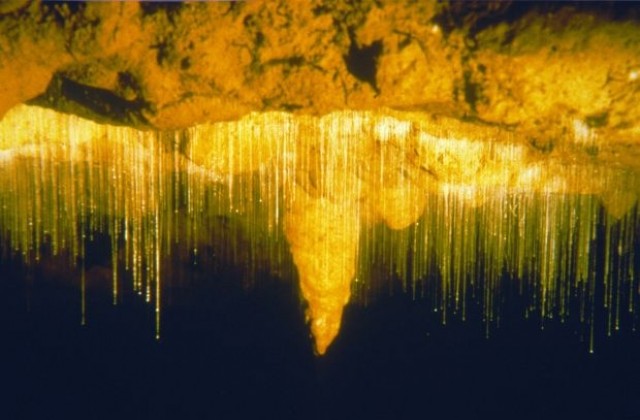 „Пещерата на светулките- едно от удивителните природни чудеса (СНИМКИ)