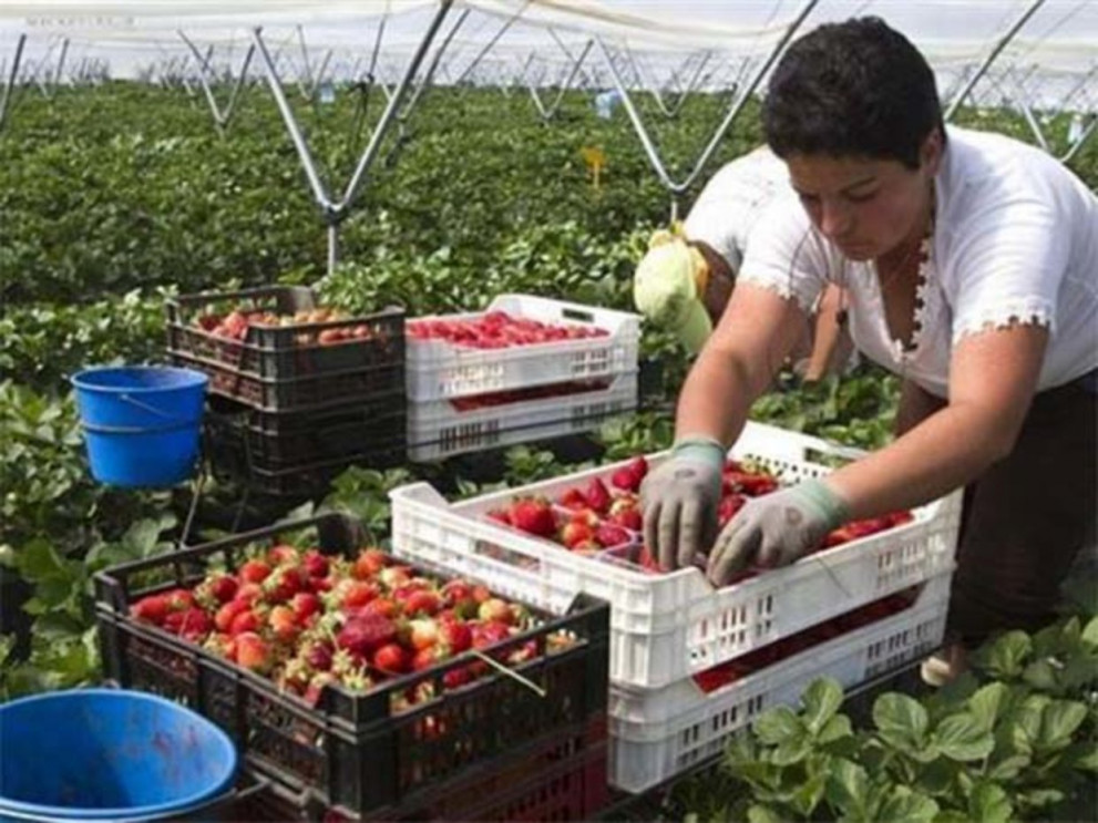 Търсят берачи на ягоди за Испания