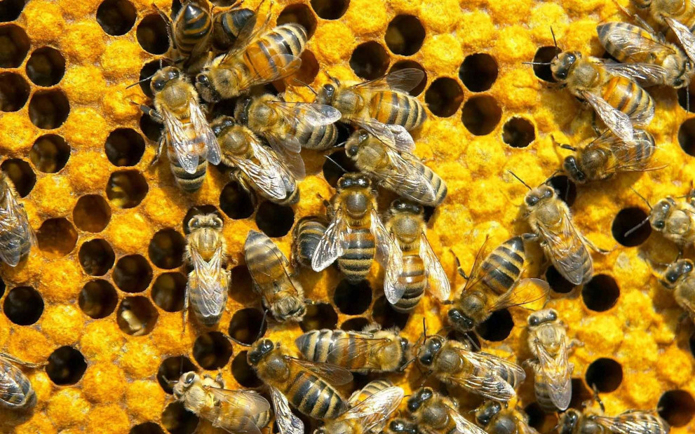  30-40% е подморът на пчели в Добричко 