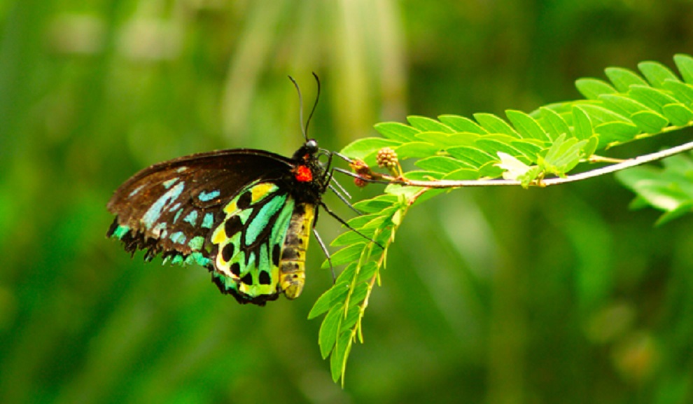 Птицекрилата пеперуда на царица Александра (Ornithoptera alexandrae) е най-голямата на планетата
