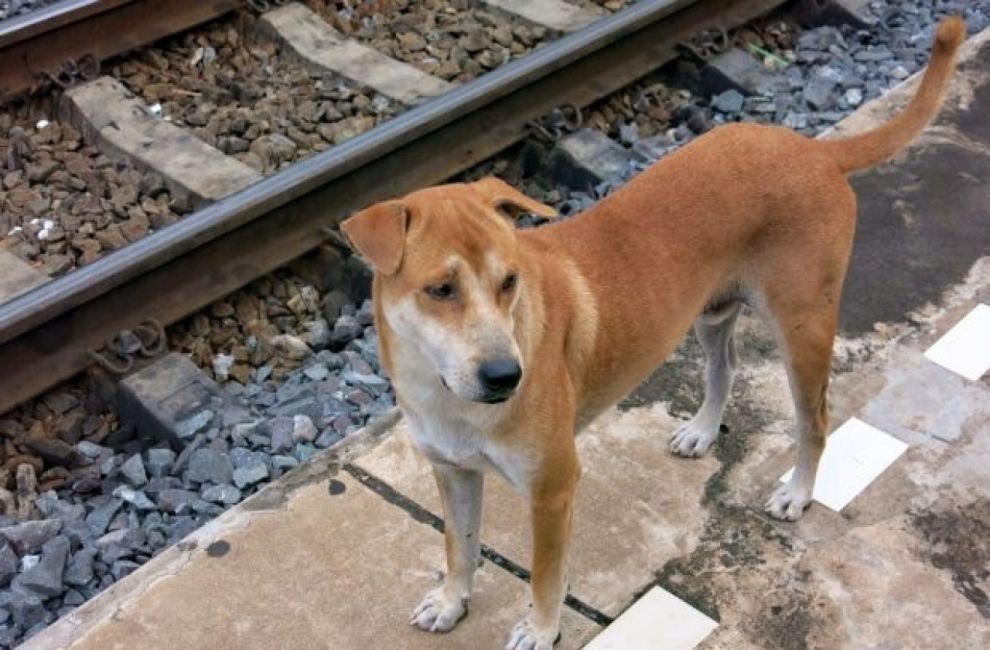 Жертвоготовно куче спаси ранен приятел от преминаващи влакове