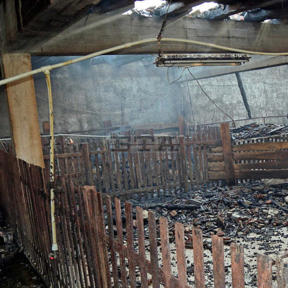 пожар в свинеферма унищожи голяма част от постройката