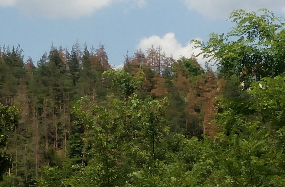 ЮЗДП ще построи 12-километров горски път в Пирин