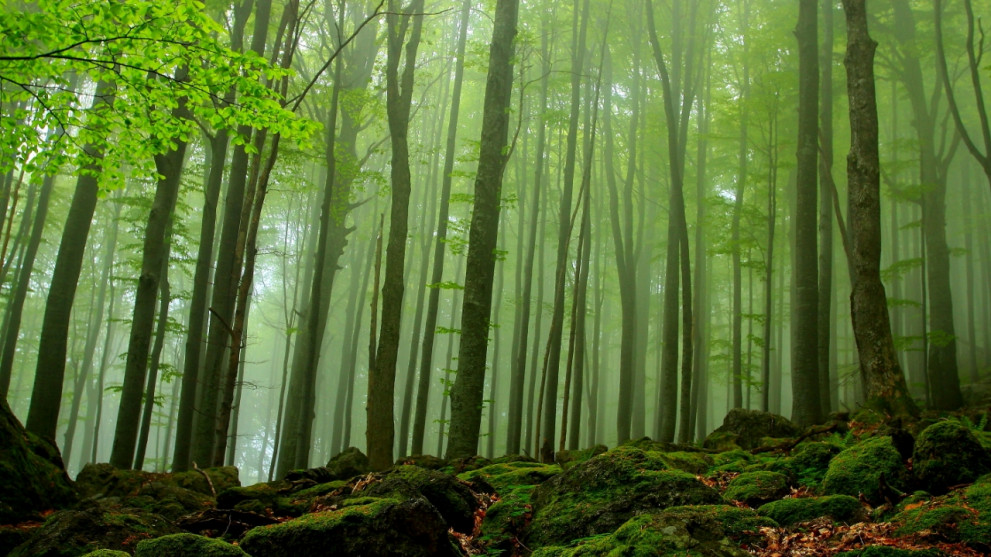 Beech forests