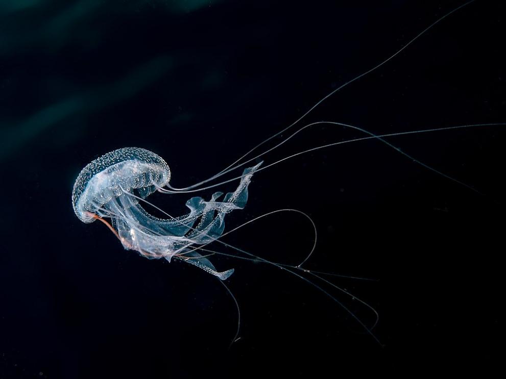  медуза 
