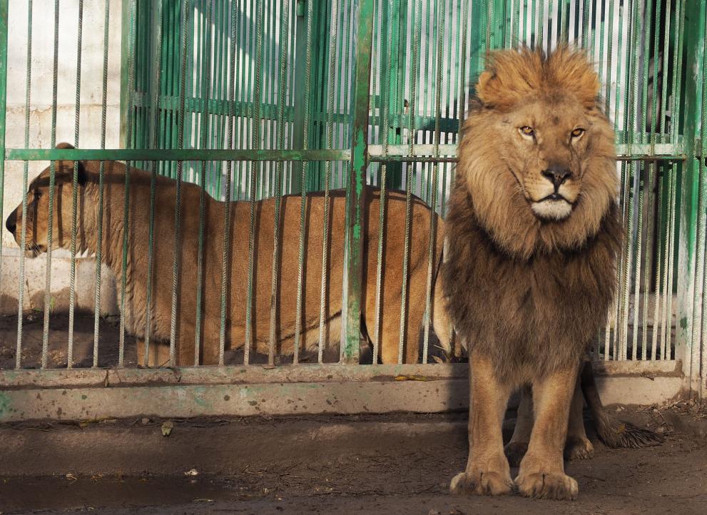 За пръв път в живота им – пълни медицински прегледи за разградските лъвове