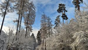 сняг гора Полша