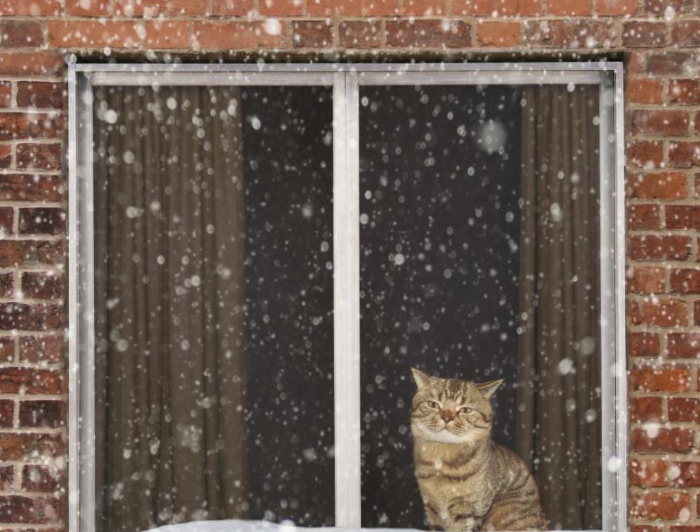 котка прозорец сняг