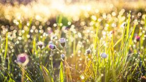 природа пролет