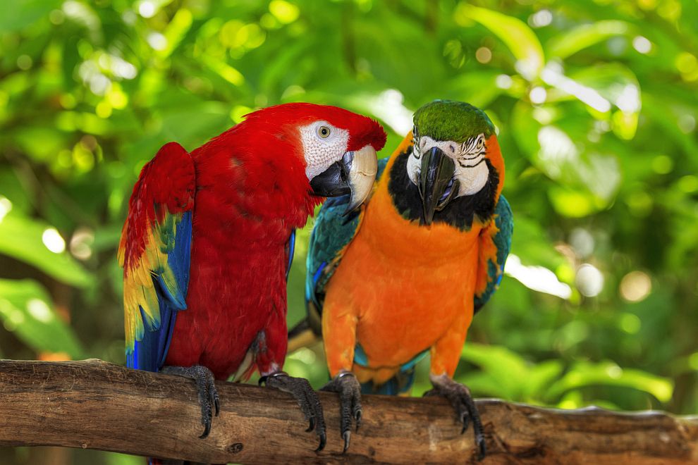 Папагалите могат също като хората да се изчервяват в ситуации на силни емоции