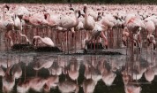 Дивата природа на Кения