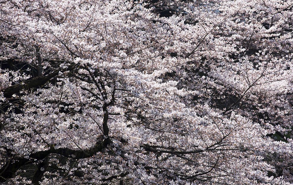 Цъфнали вишневи дървета по традиция бележат настъпването на пролетта в Япония, но тази година се забелязват и през есента
