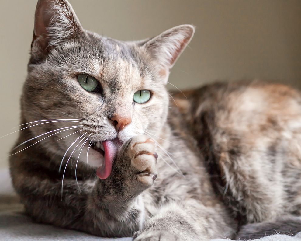  Котите посвещават една трета от времето, когато са будни, на тоалета си 