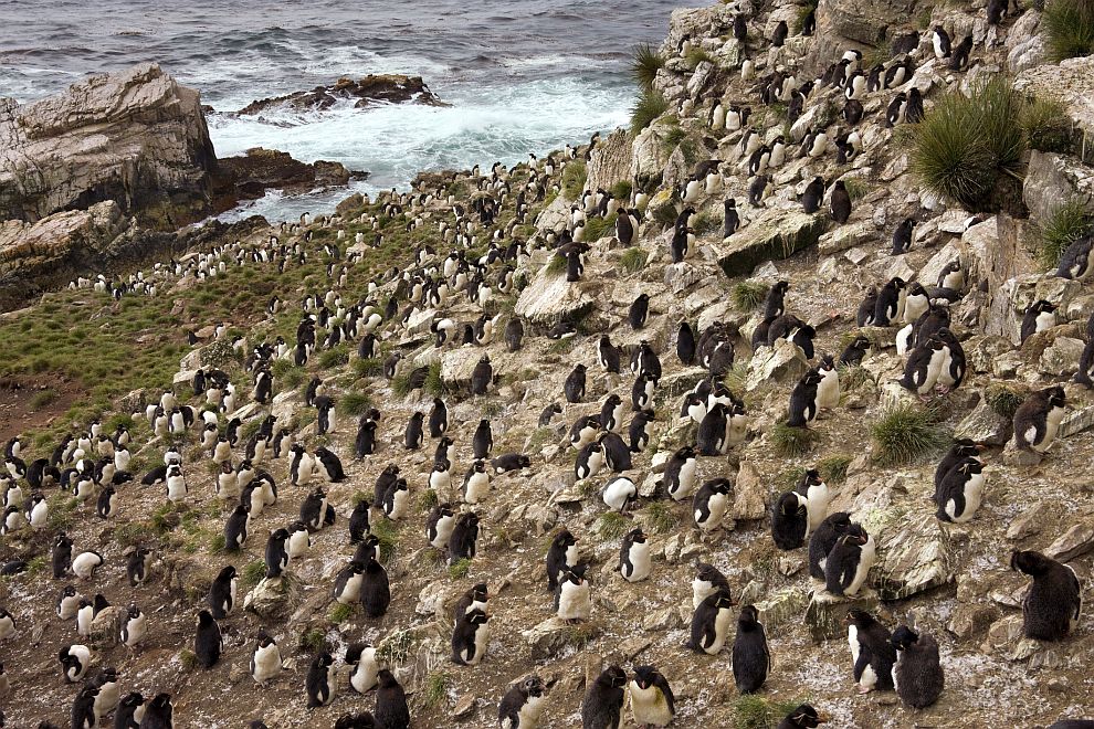 На остров Пебъл живеят 5 вида пингвини, 42 вида птици, 6000 овце