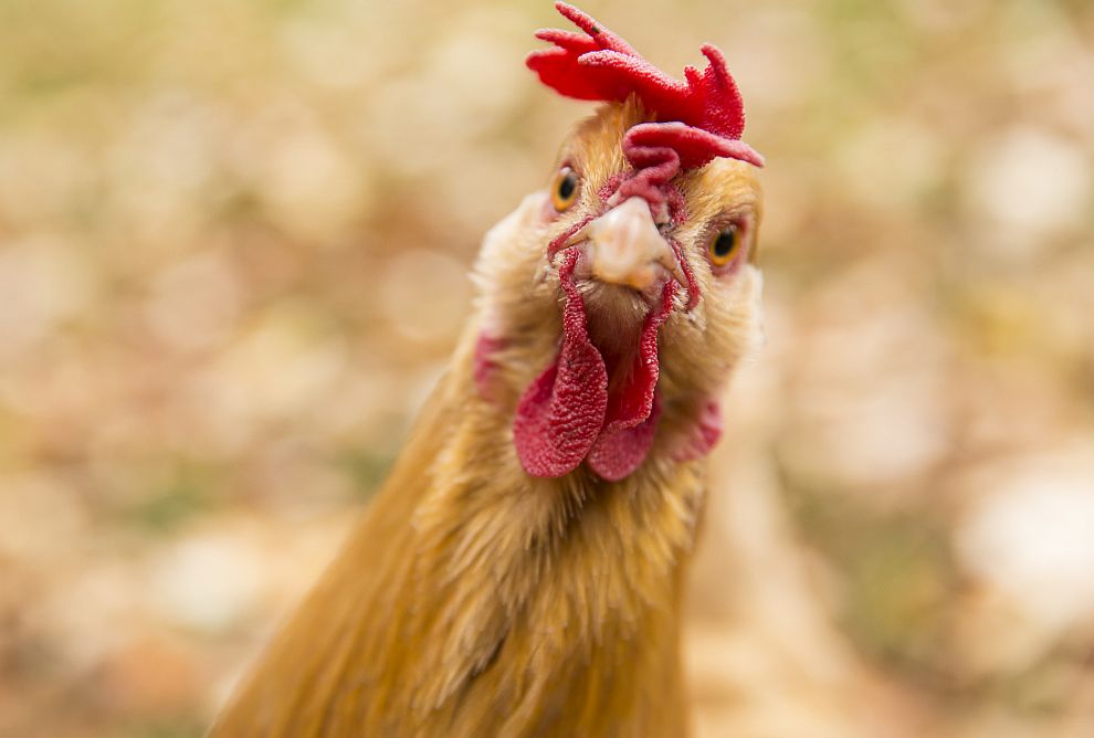 Съвременната домашна кокошка е неузнаваема в сравнение с прародителите си и роднините си в природата