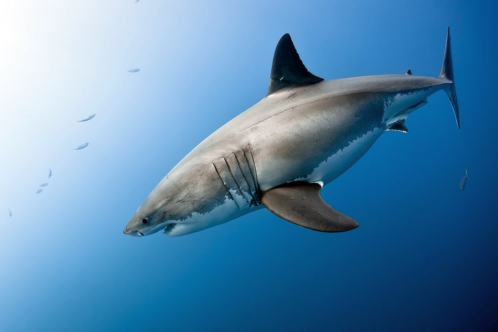  Благодарение на удивителните си гени огромната бяла акула е удостоверение за незабравим постепенен триумф 