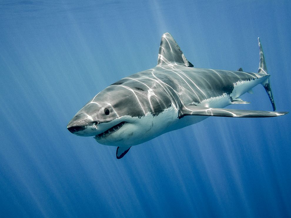  Благодарение на удивителните си гени огромната бяла акула е удостоверение за незабравим постепенен триумф 