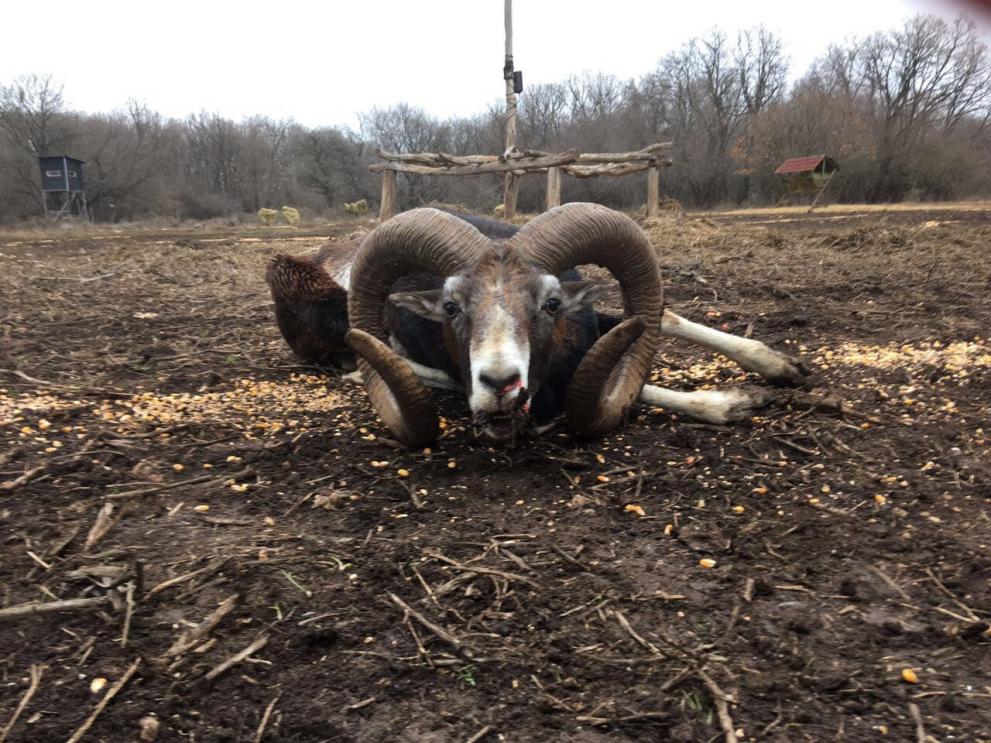 Отстреляха десетгодишен муфлон с рога над 95 см в ДЛС - Балчик