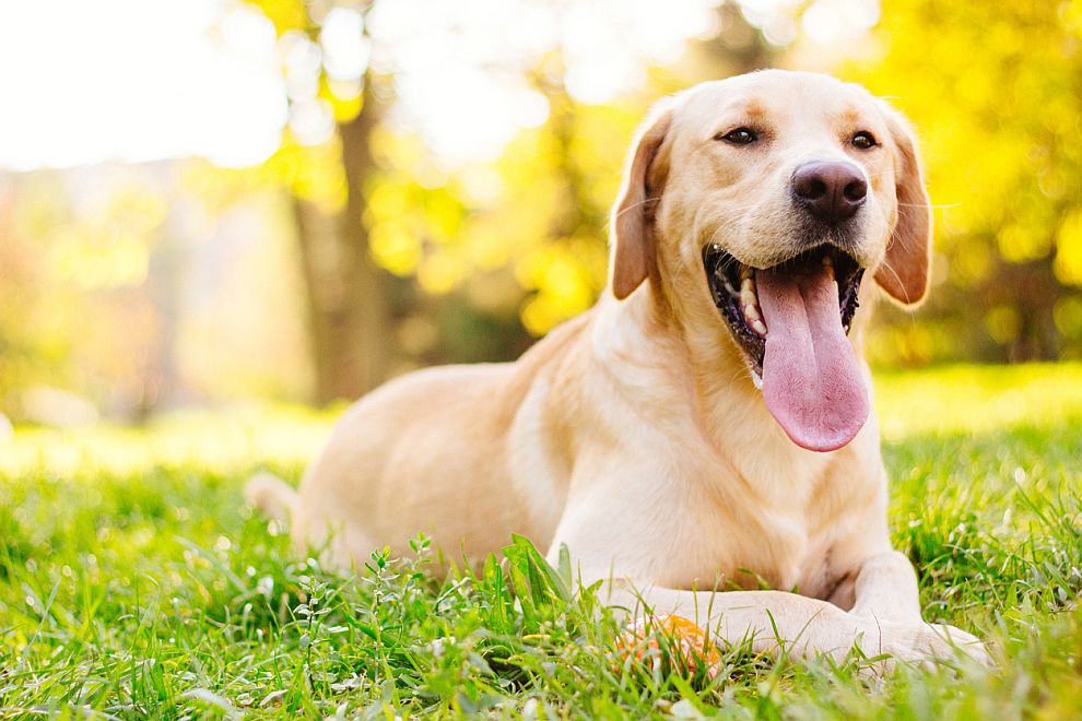 Верните лабрадор ретривъри запазиха за 28-а поредна година титлата си на най-популярната кучешка порода в САЩ