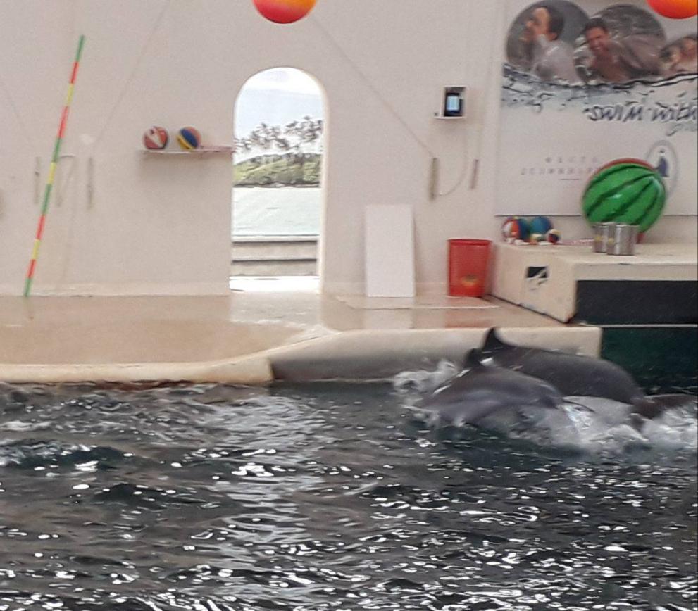  Бебето делфин чака своето кръщене 