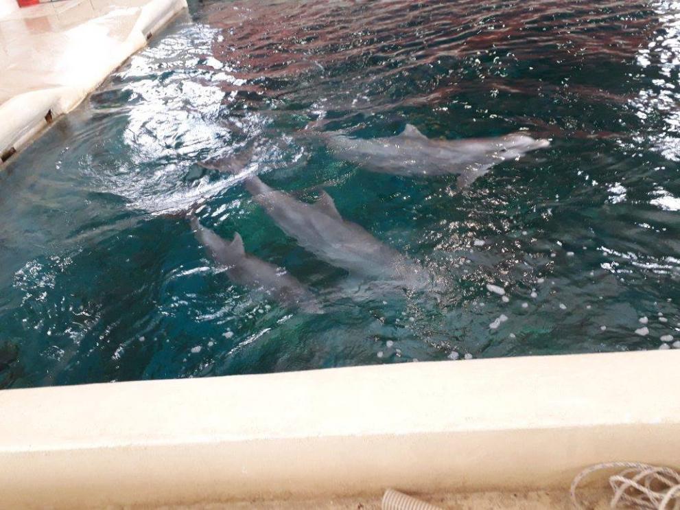  Бебето делфин чака своето кръщене 