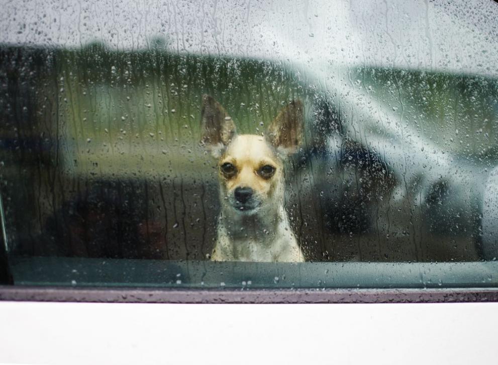  времето дъжд куче 