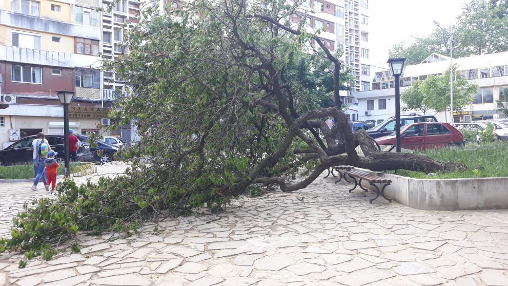 Проливният дъжд прекърши кайсиево дърво в Стария Добрич