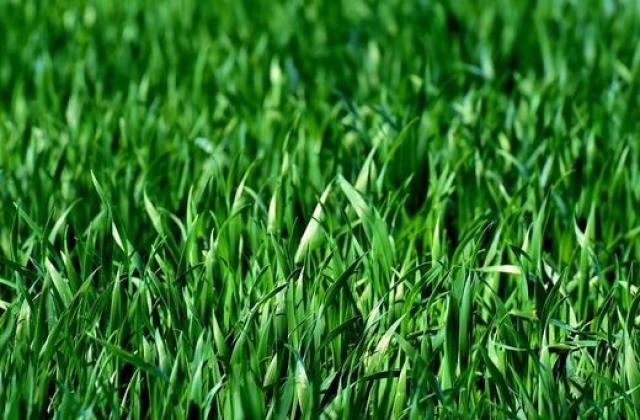 В Благоевград започва третиране на тревните площи срещу влечуги