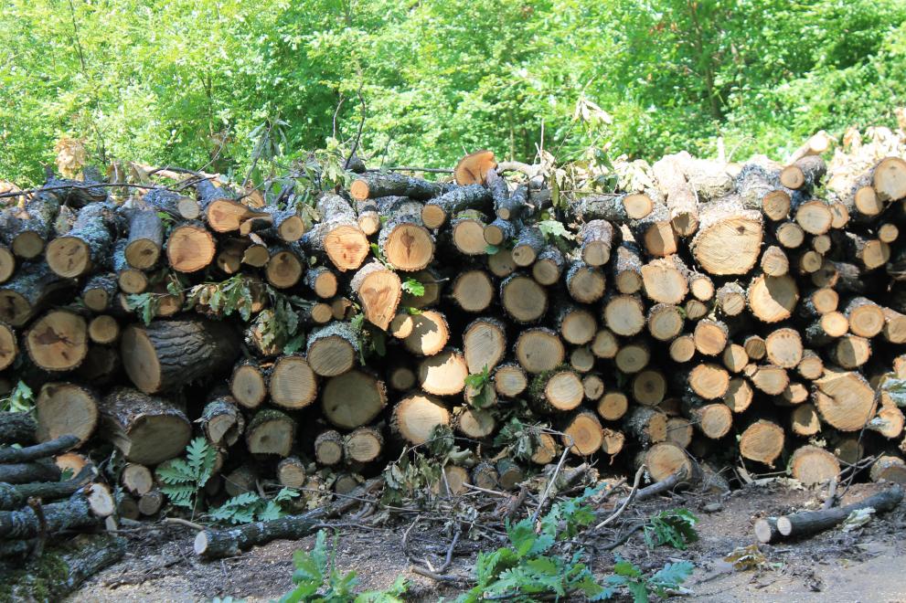 Експертите на Североизточното държавно предприятие съветват хората сега да си купят дърва за горене