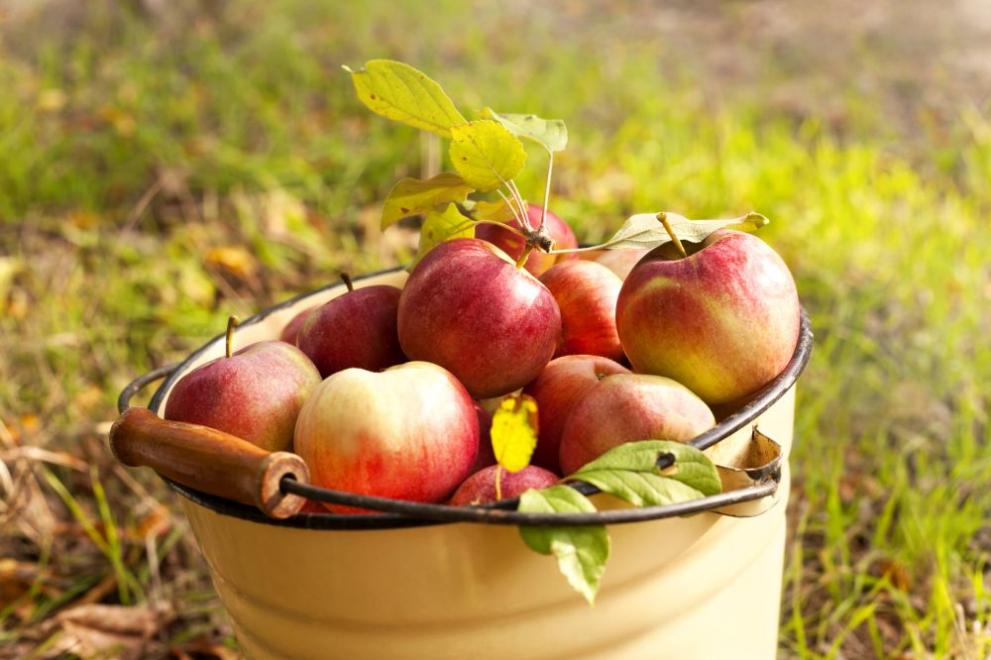 есен ябълки
