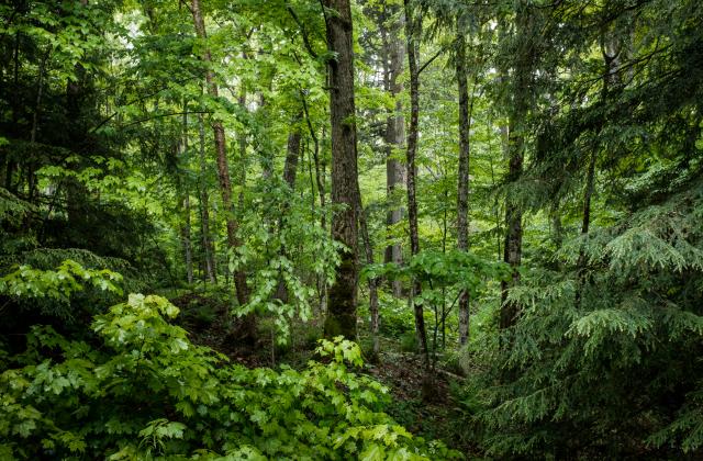 Държавата е изкупила рекордна площ частни горски през миналата година,