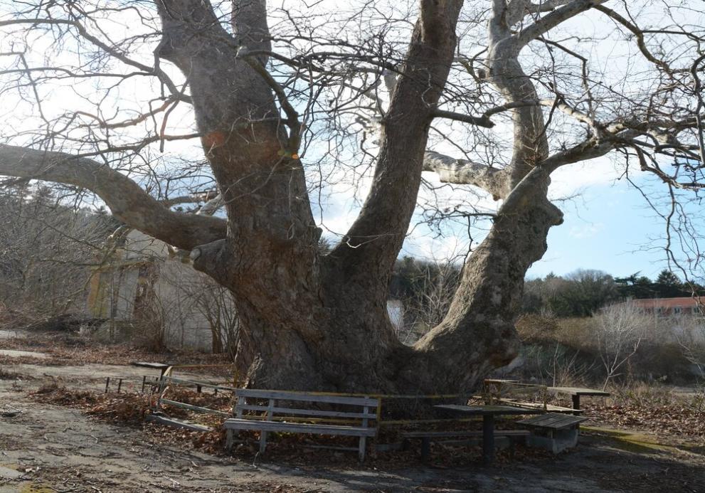 Вековни дървета във Варна