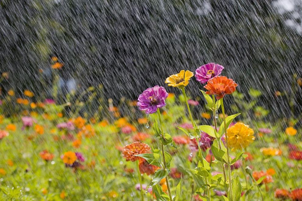  дъжд цветя прогноза за времето 