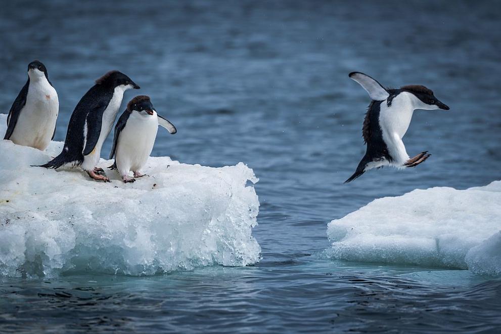 пингвини