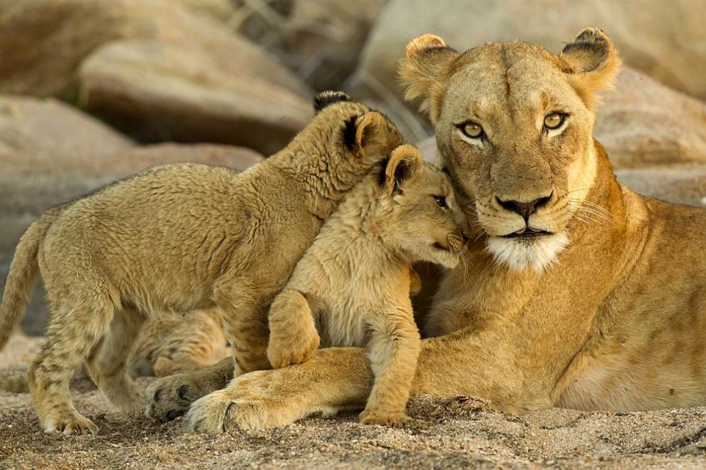 Семейство лъвове