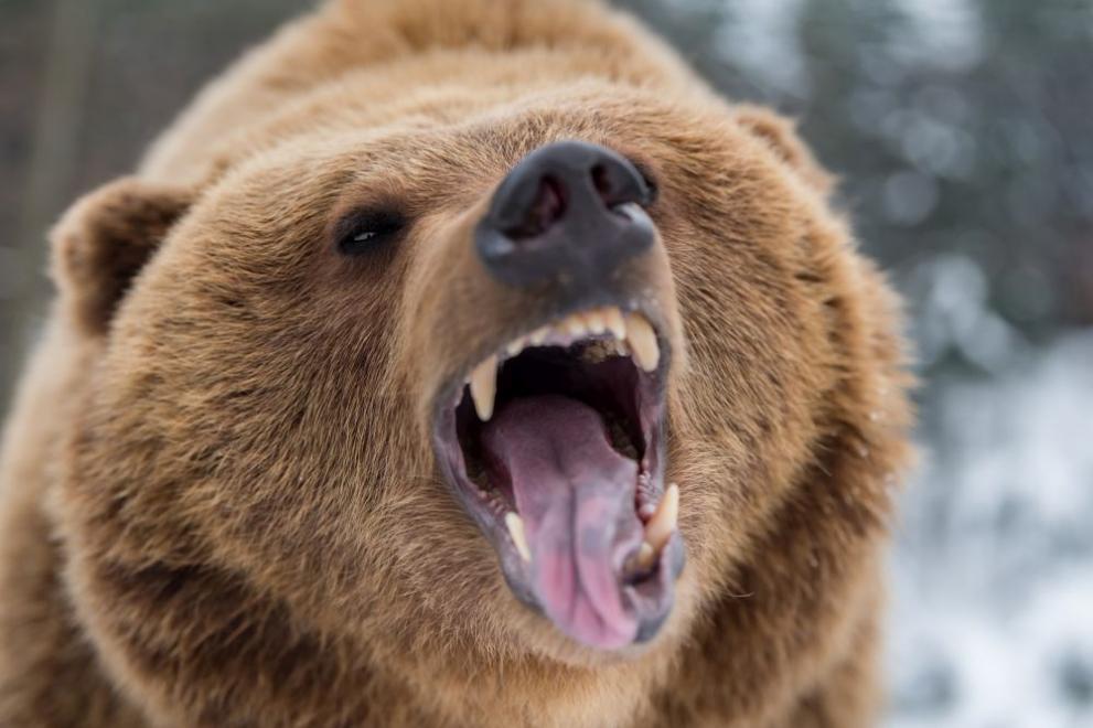 Храбра баба издържа на играта на нерви с огромна мечка в Сибир