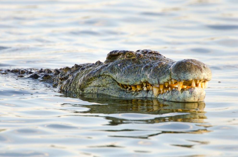 Един от десетките крокодили в Лагуна дел Карпинтеро уби непредпазлив мъж, влязъл да плува в опасните води