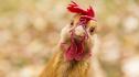 Учени: Кокошките се изчервяват в зависимост от емоциите си 