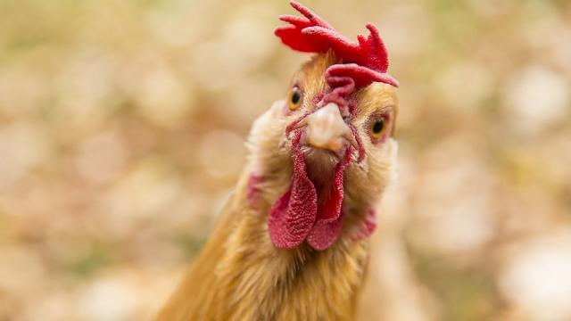 Учени: Кокошките се изчервяват в зависимост от емоциите си 