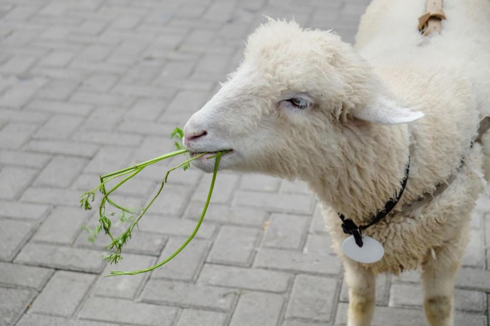 Възпитана овца се разходи в скъп хотел в Уелс и се превърна в световна знаменитост