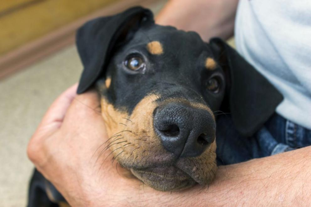 През изминалата година в София се отчита своеобразен рекорд на осиновяванията – 1321 кучета