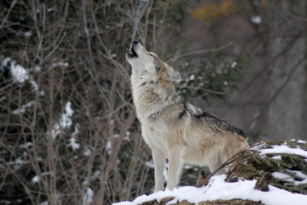 Вълците във Франция се завръщат дори в райони, където са били обявени за унищожени