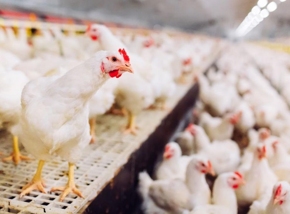 Русия докладва в СЗО за заразените с птичи грип работници от птицеферма в южната част на страната