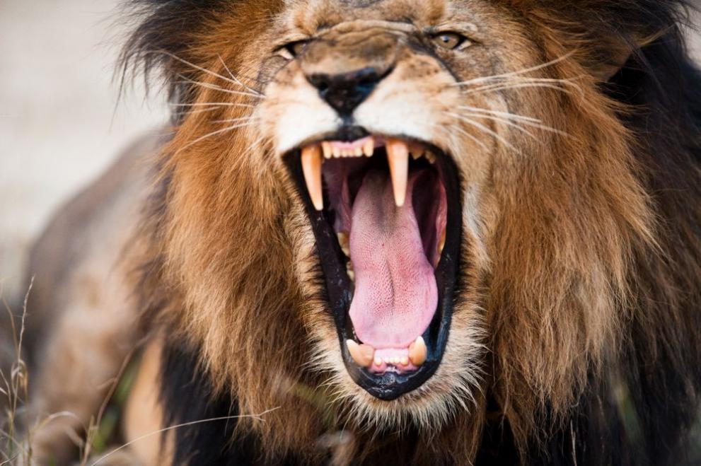 Два млади лъва бяха застреляни в резерват след като нападнаха и разкъсаха човек