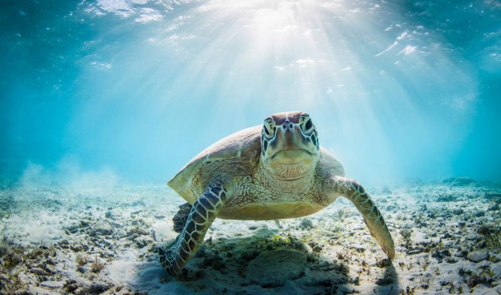 Месо от морска костенурка причини масово отравяне в Мадагаскар