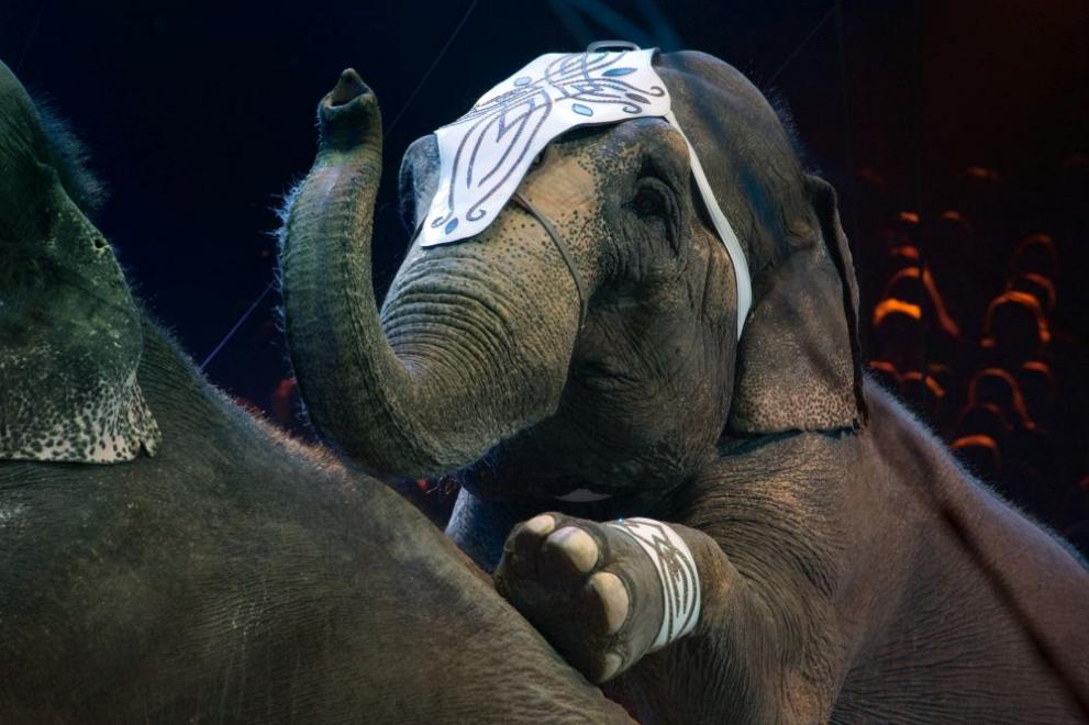 Слонове се сбиха на представление на цирка в Казан