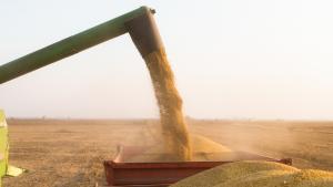 Инспектори на НАП откриха над 300 000 тона зърно с